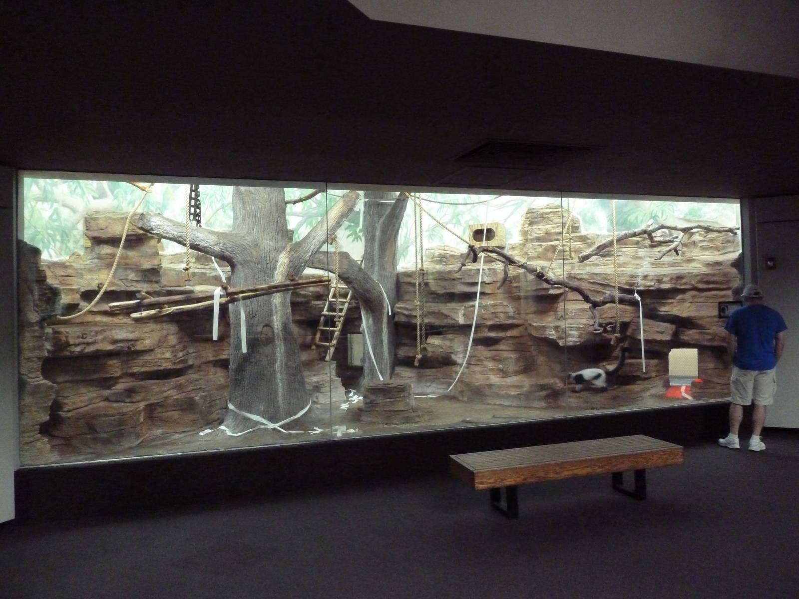 1929 Primate House - Black-and-White Ruffed Lemur Exhibit