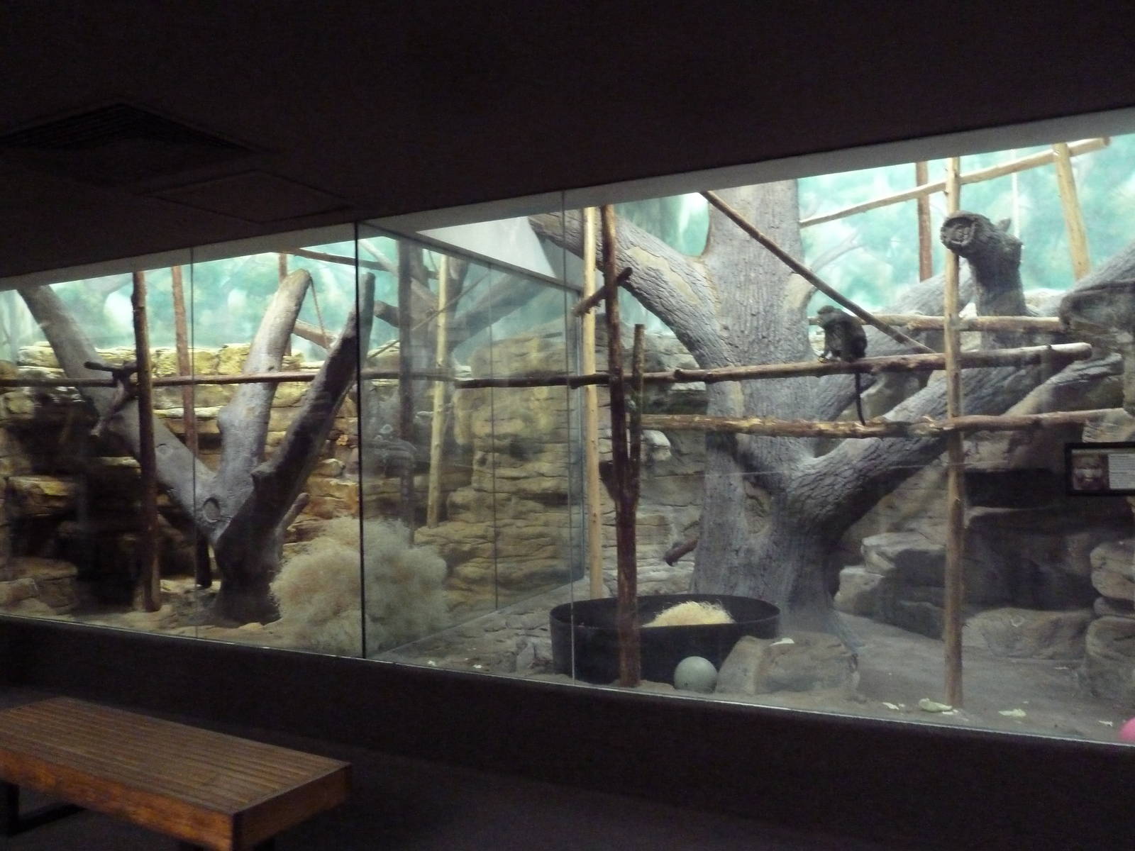 1929 Primate House - Black Lemur + Allen's Swamp Monkey Exhibits