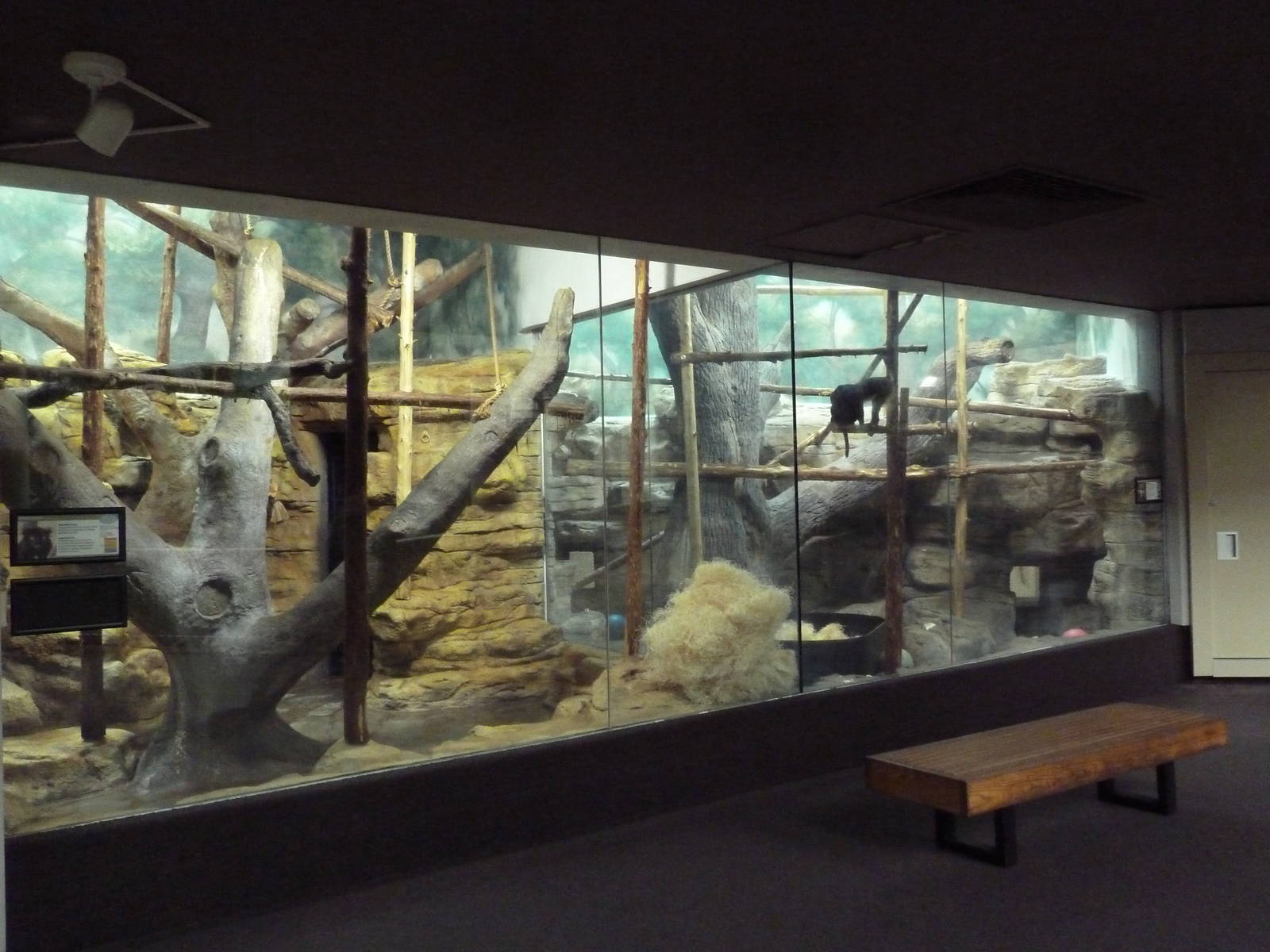 1929 Primate House - Black Lemur + Allen's Swamp Monkey Exhibits