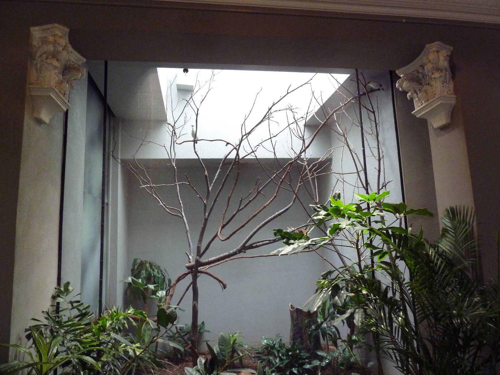 1930 Bird House - Bali Mynah Exhibit