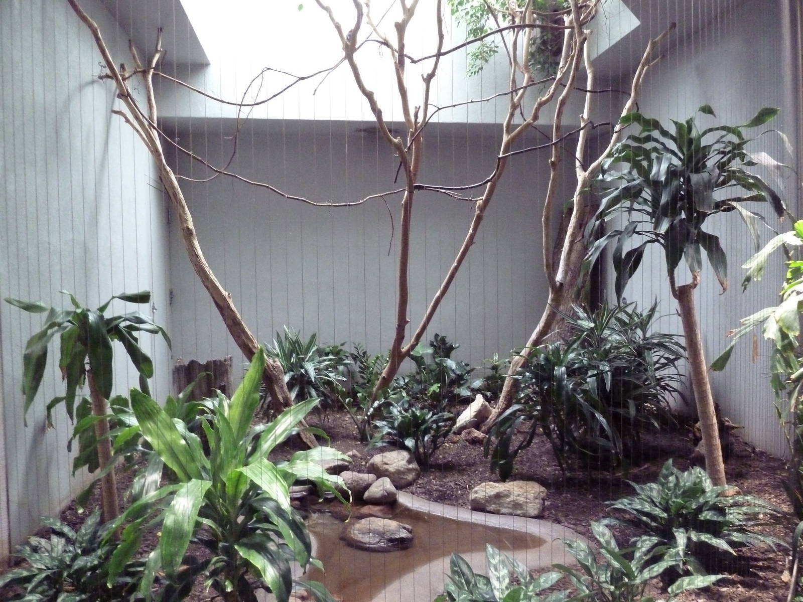 1930 Bird House - Bearded Barbet Exhibit