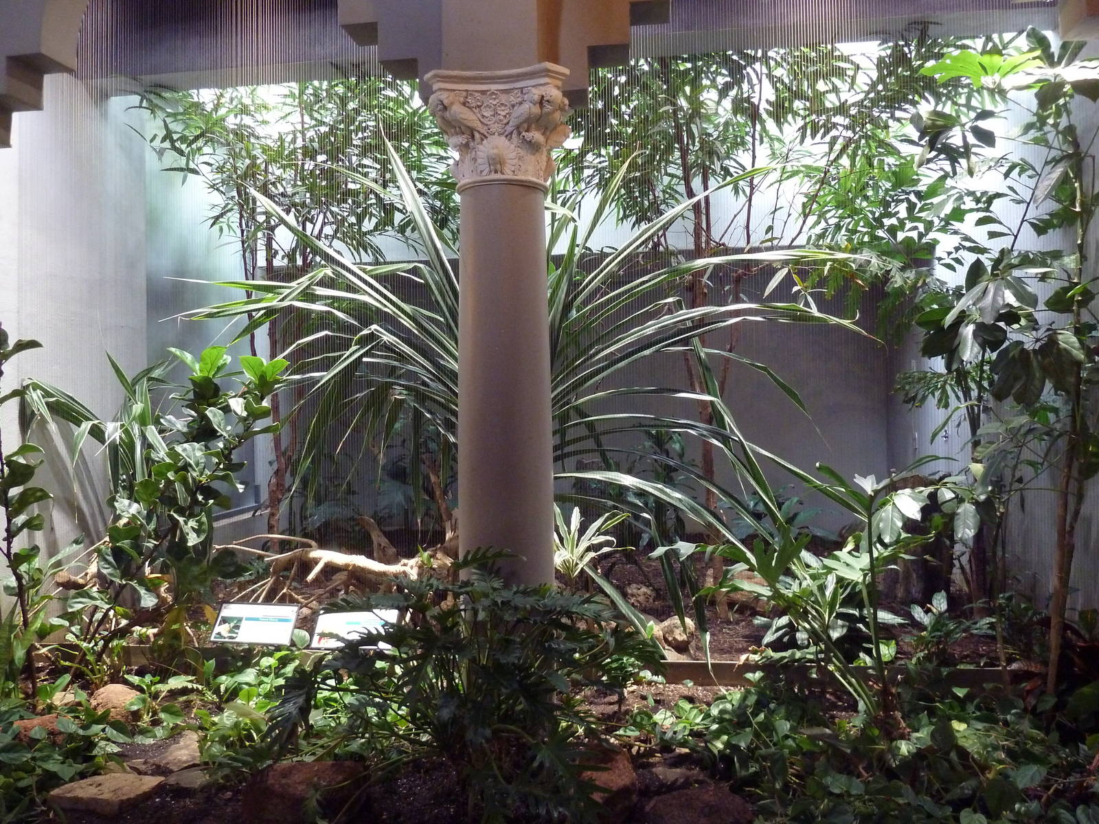 1930 Bird House - Black-Naped Fruit Dove + Saipan Golden White-Eye Exhibit