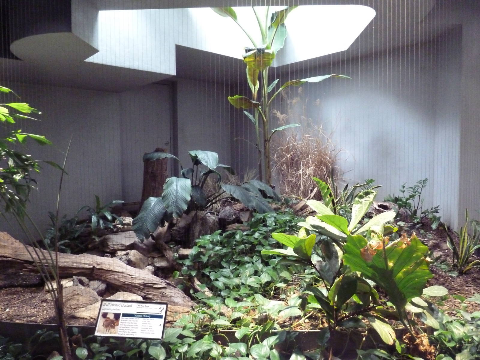 1930 Bird House - Buff-Crested Bustard Exhibit