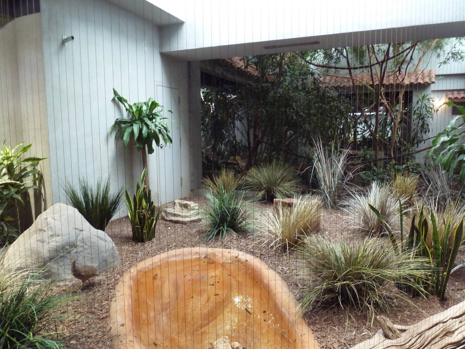 1930 Bird House - Elegant Crested Tinamou Exhibit
