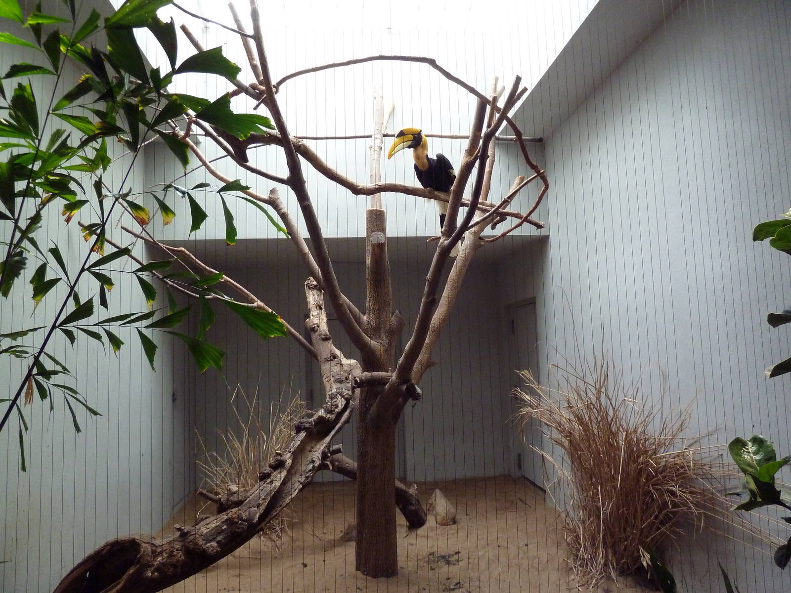 1930 Bird House - Great Hornbill Exhibit