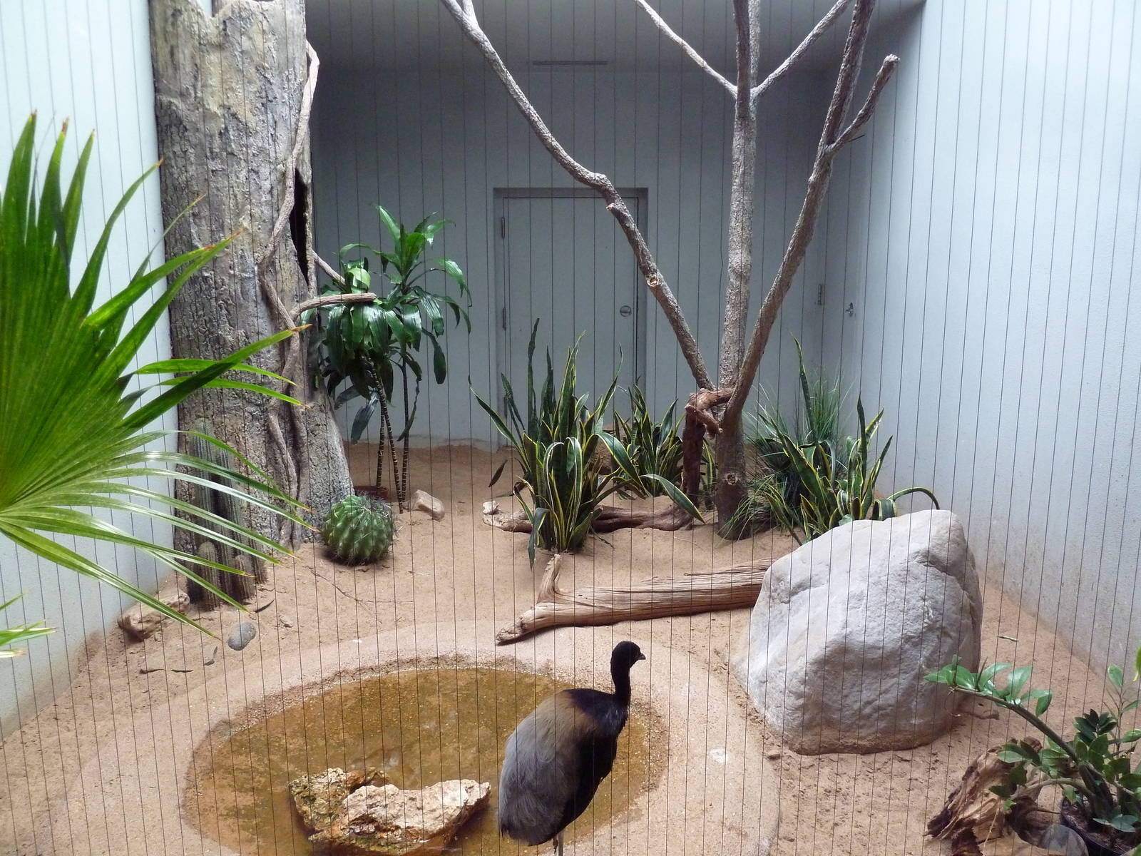1930 Bird House - Grey-Winged Trumpeter Exhibit