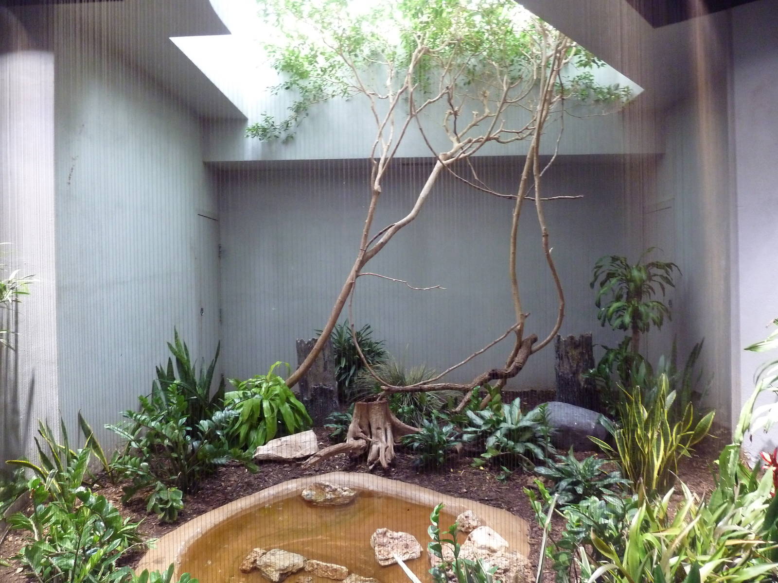 1930 Bird House - Guira Cuckoo Exhibit