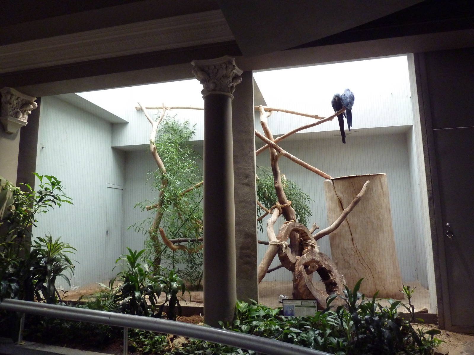 1930 Bird House - Hyacinth Macaw Exhibit