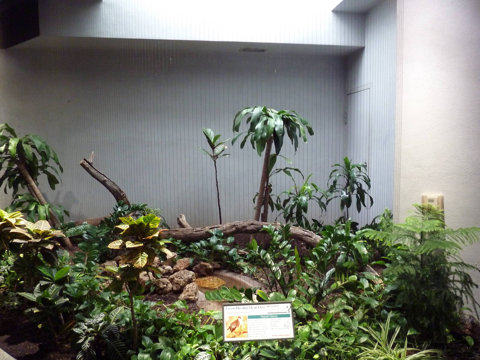 1930 Bird House - Luzon Bleeding Heart Dove Exhibit