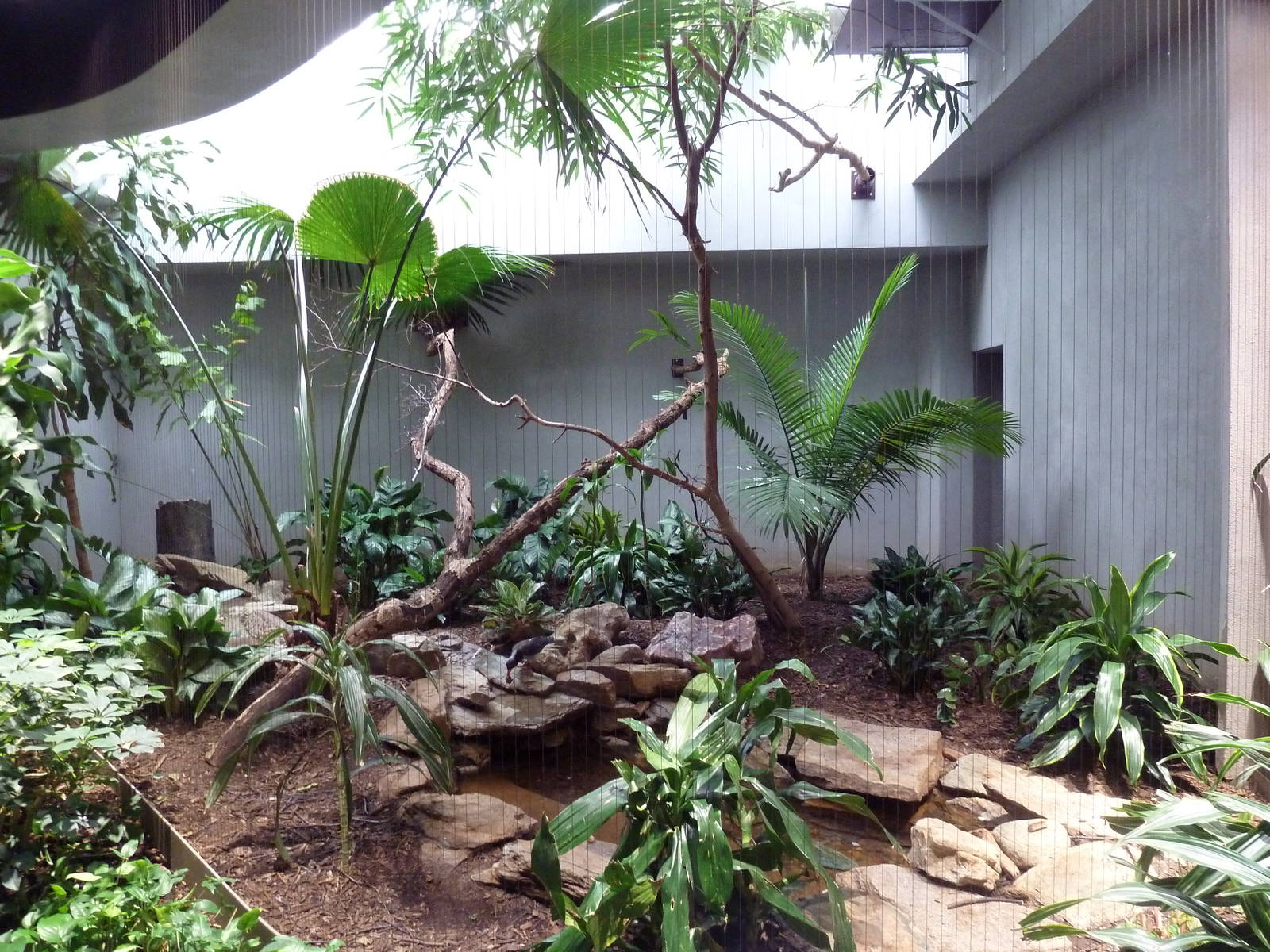 1930 Bird House - Red-Billed Blue Magpie + Mountain Bamboo Partridge Exhibi