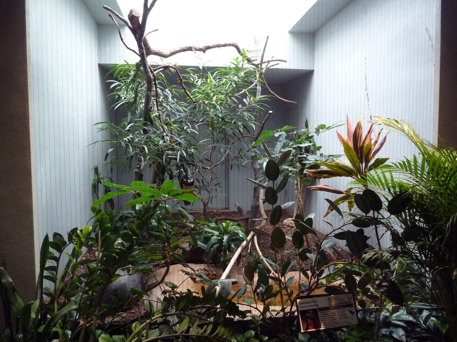 1930 Bird House - Spectacled Owl Exhibit