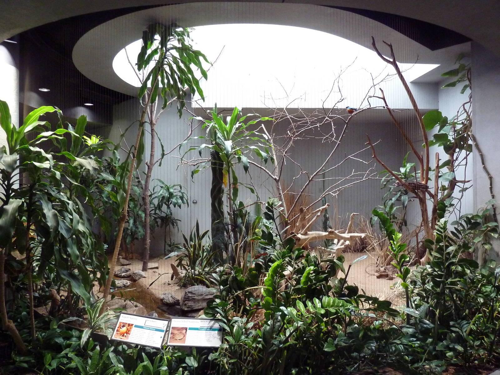 1930 Bird House - Superb Starling/Chestnut-Bellied Sandgrouse Exhibit