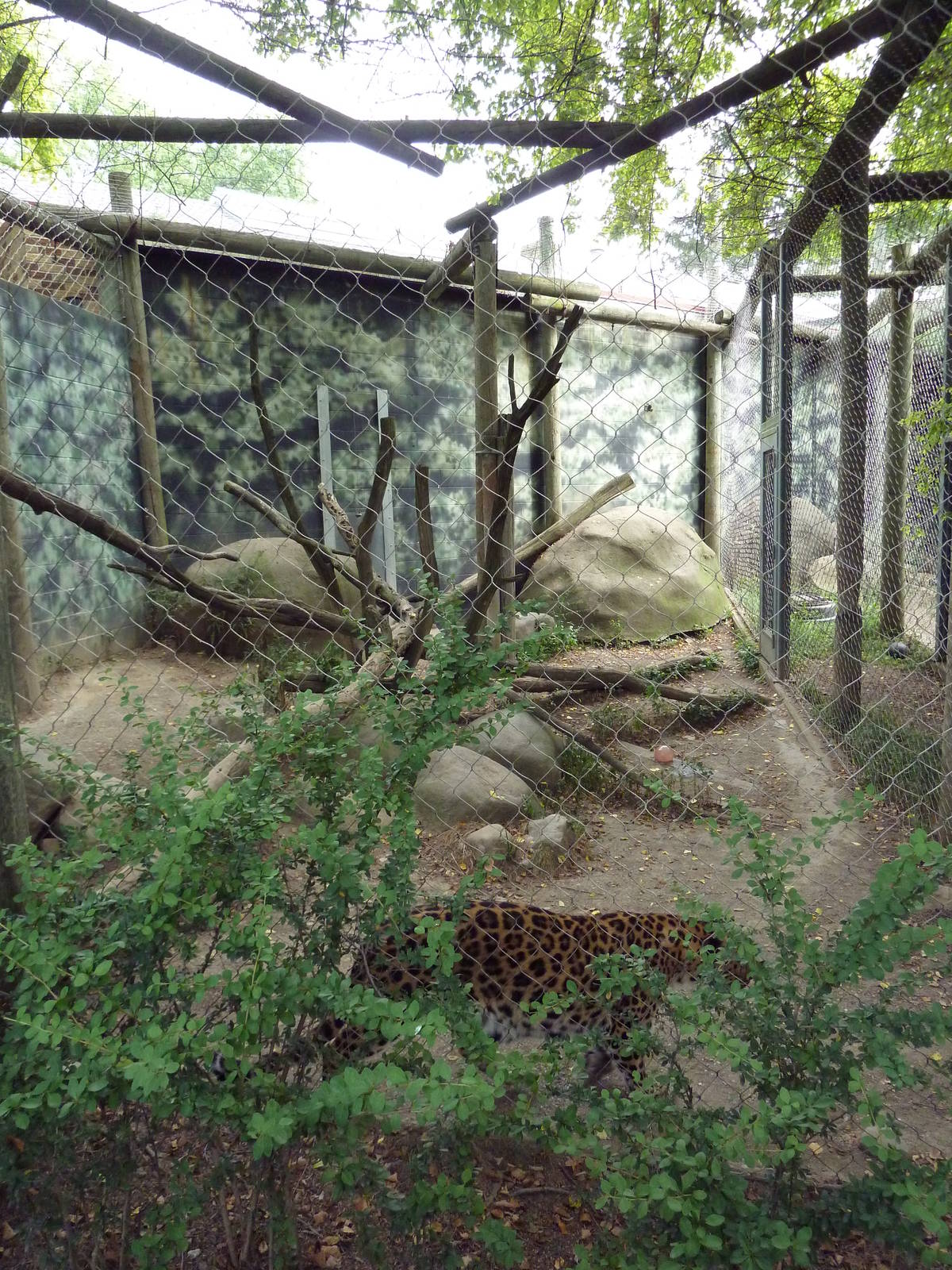 1930 Main Zoo Building - Amur Leopard Exhibit