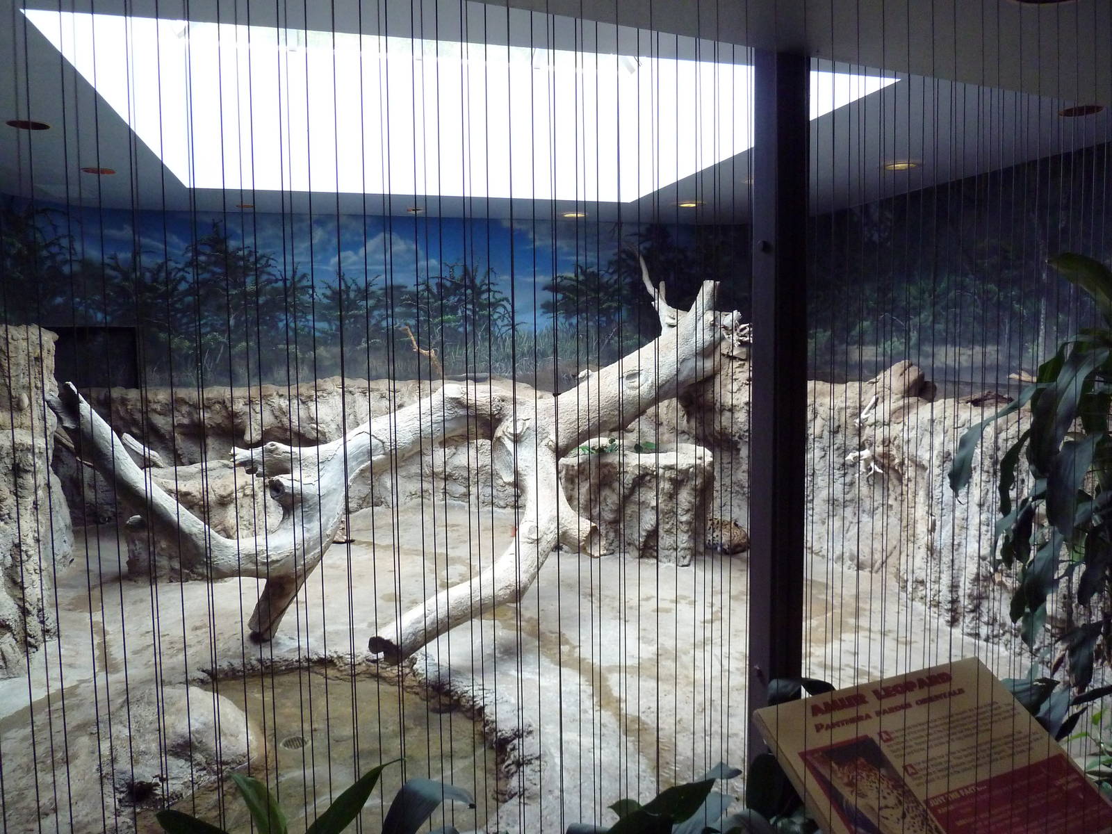 1930 Main Zoo Building - Amur Leopard Indoor Exhibit