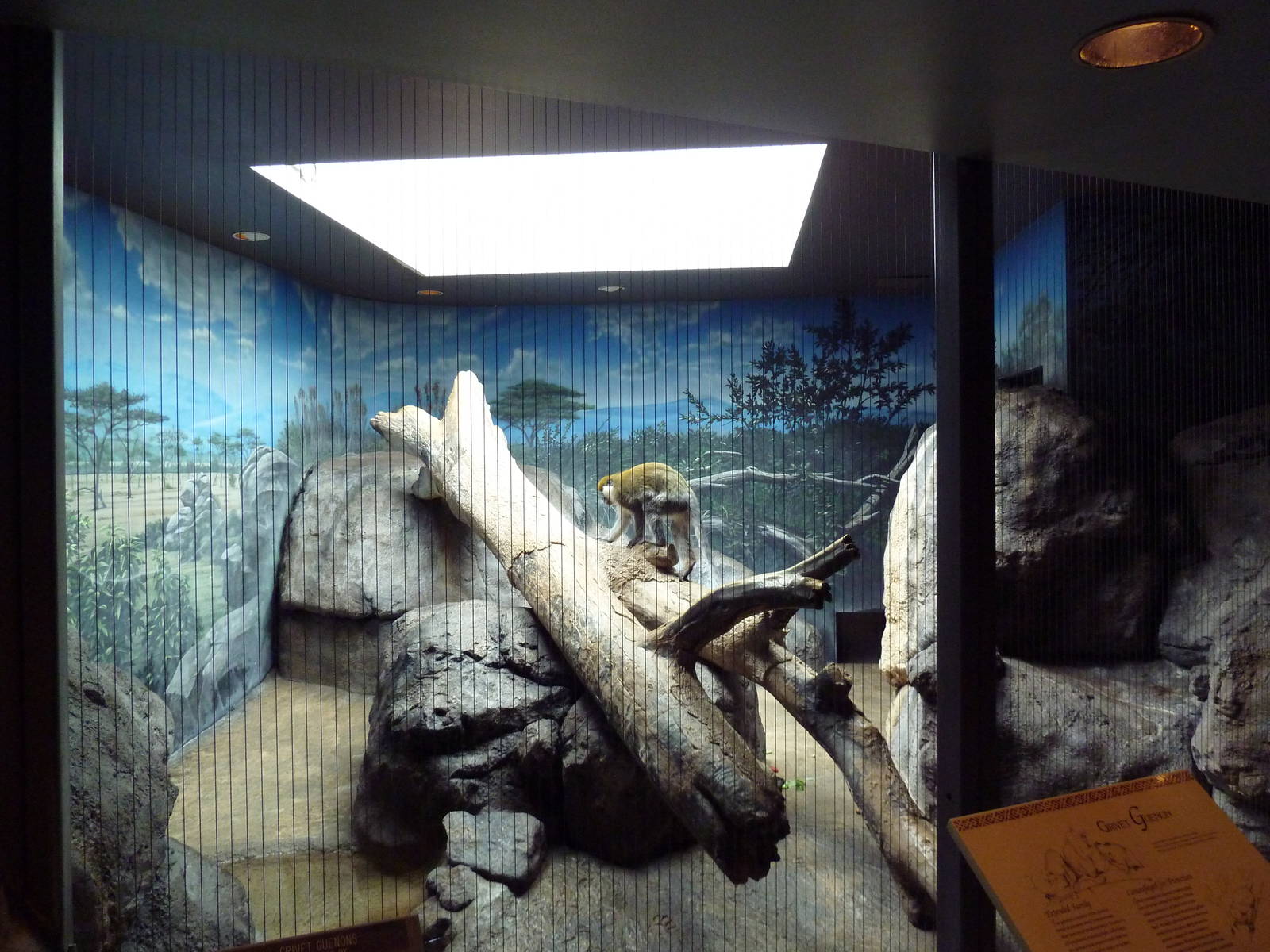 1930 Main Zoo Building - Grivet Guenon Exhibit