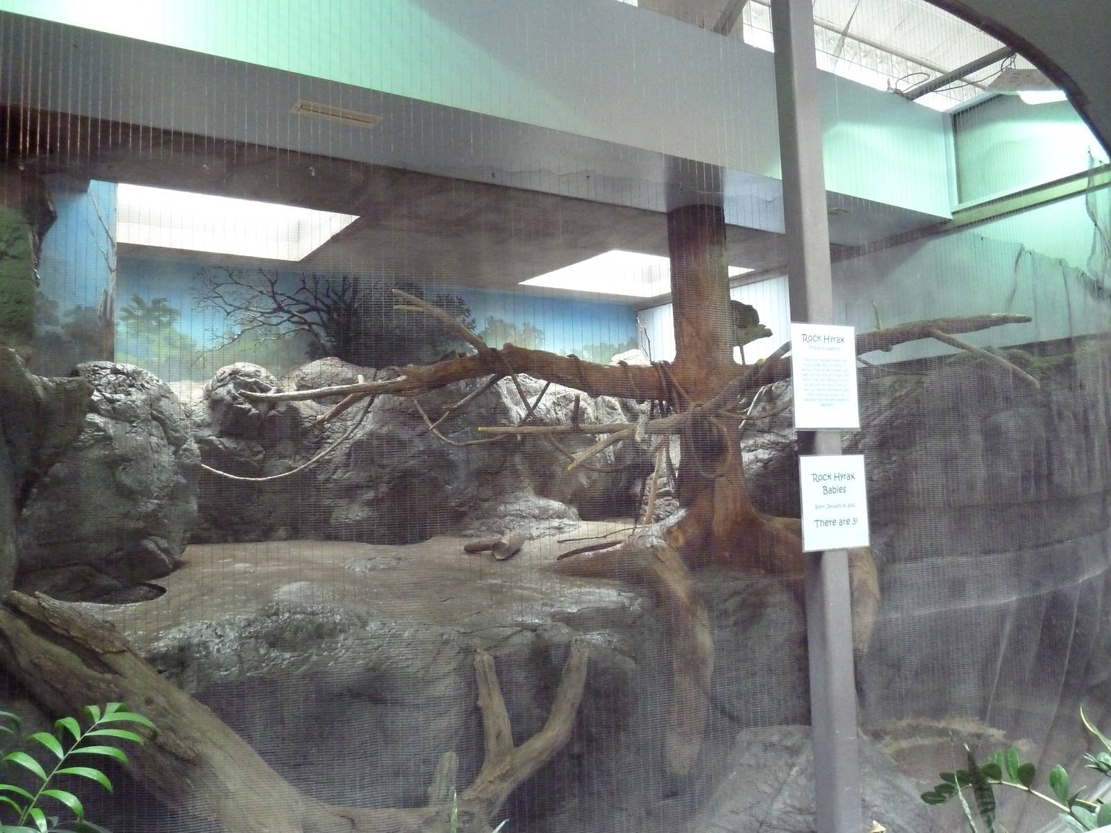 1930 Main Zoo Building - Rock Hyrax Exhibit