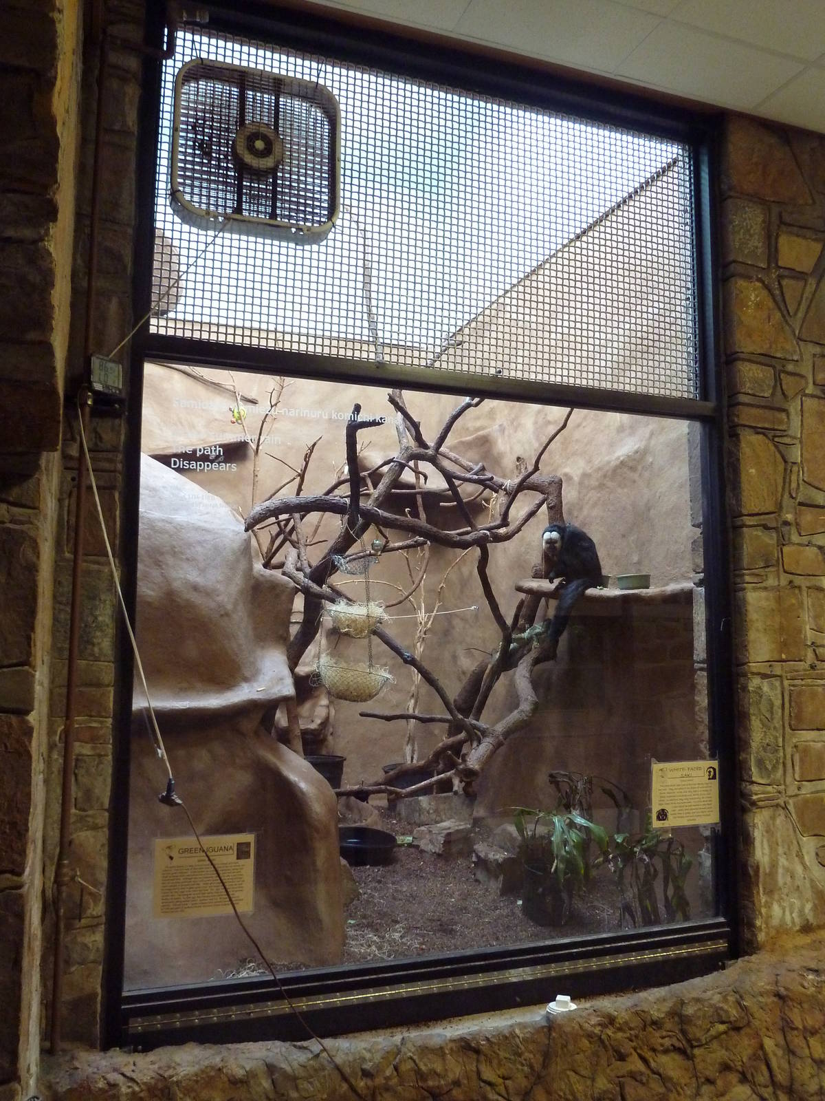 1936 Primates, Reptiles + Birds Building - White-Faced Saki Exhibit