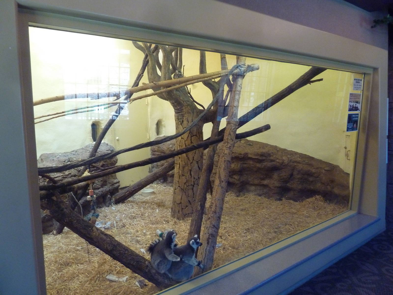 1939 Islands of Life Building - Ring-Tailed Lemur Indoor Exhibit