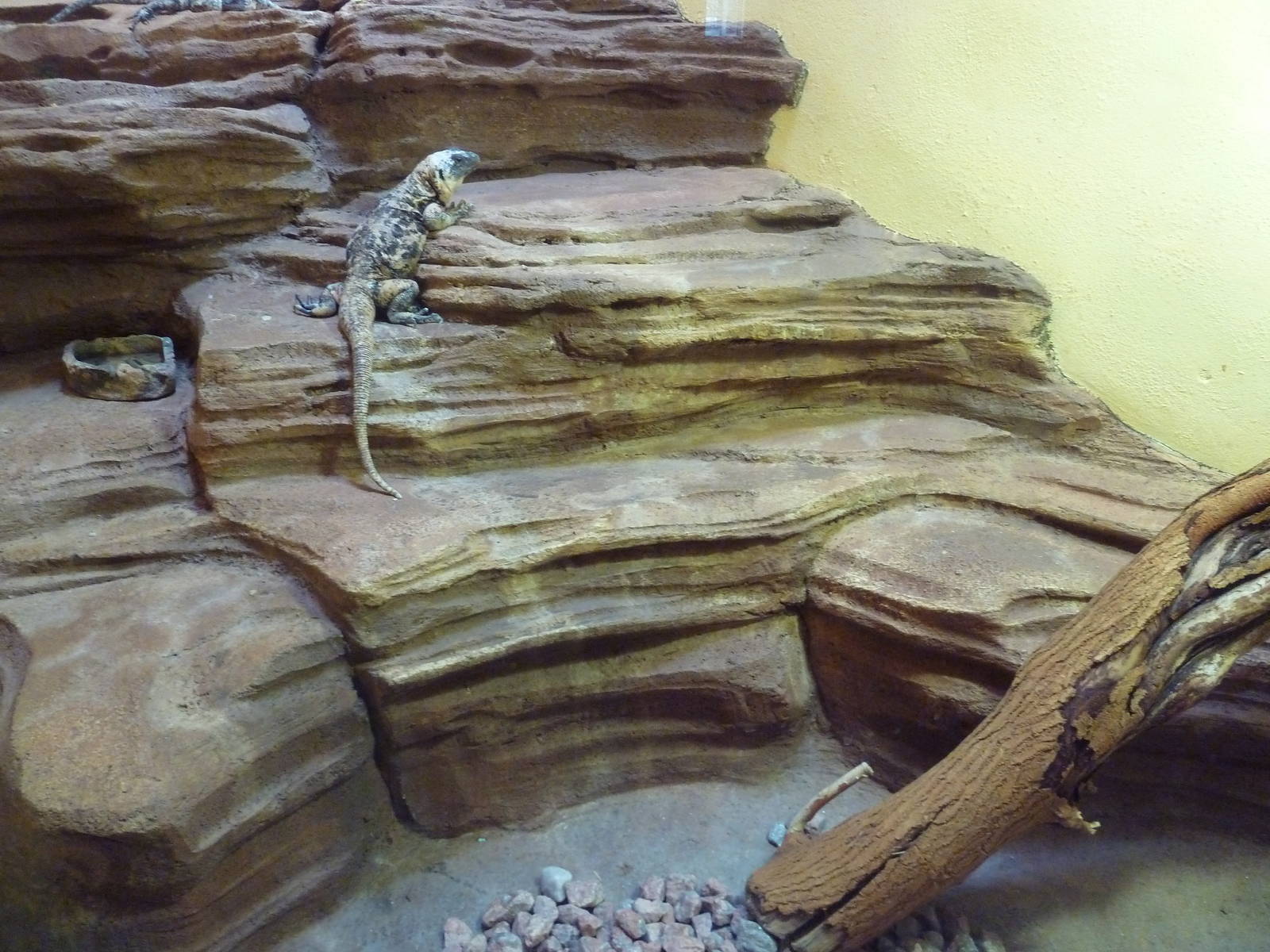 1939 Islands of Life Building - San Esteban Island Chuckwalla Exhibit