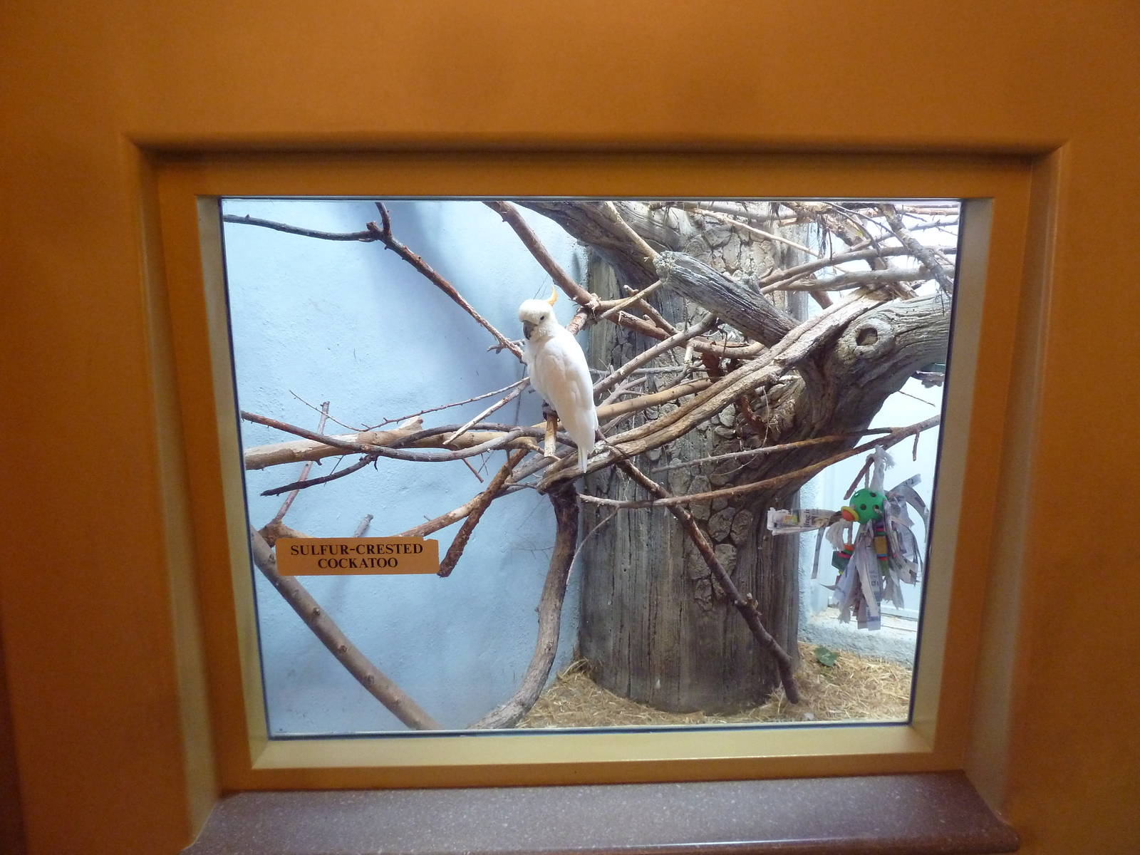 1939 Islands of Life Building - Sulfur-Crested Cockatoo Exhibit