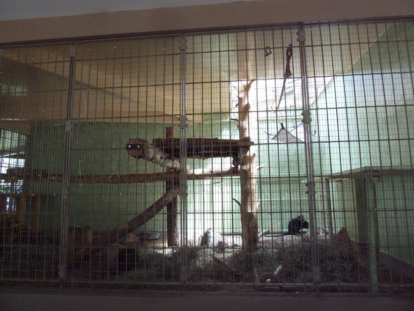 1942 Monkey Pavilion - Black Mangabey Exhibit