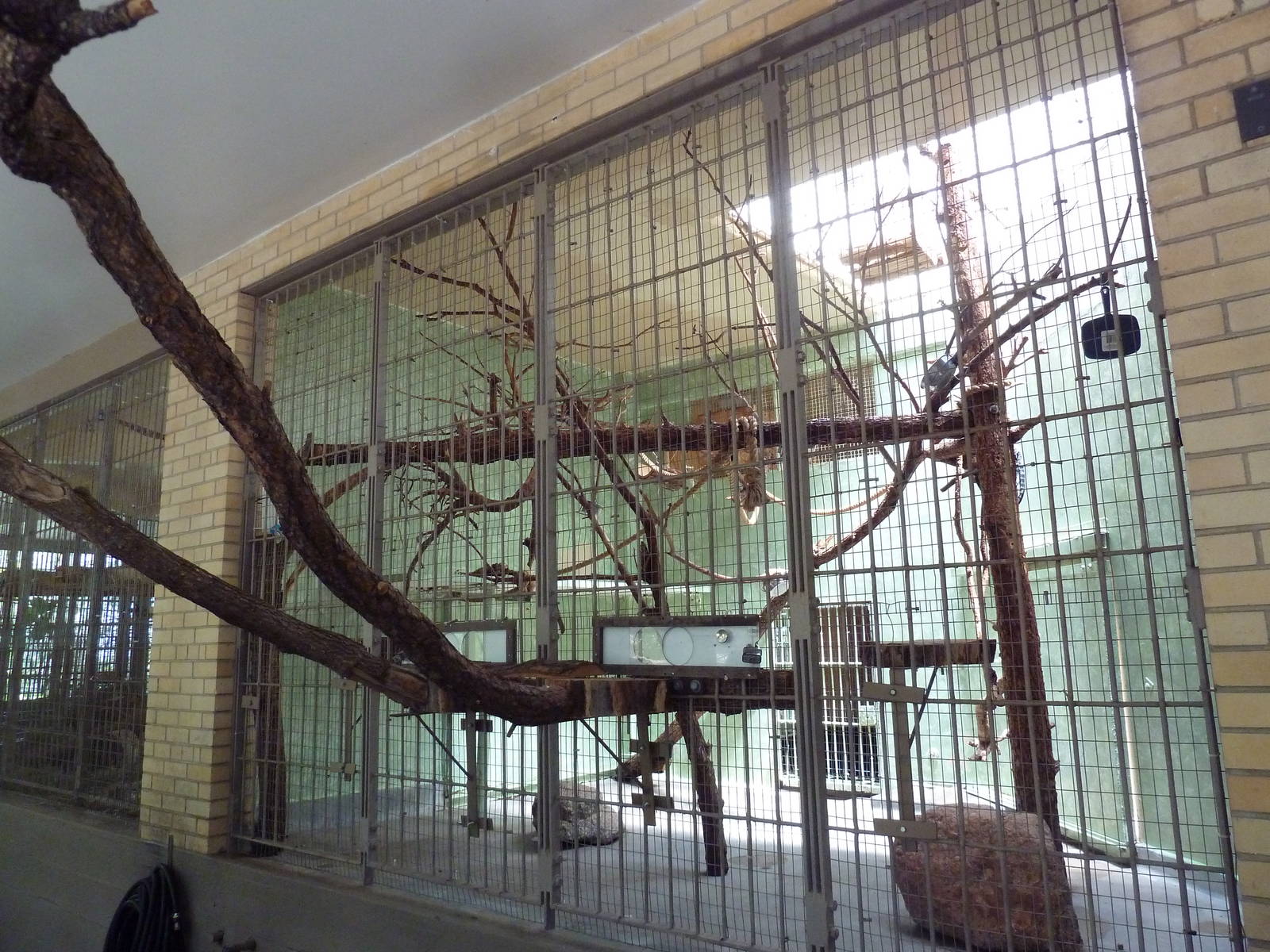 1942 Monkey Pavilion - Geoffrey's Marmoset Exhibit