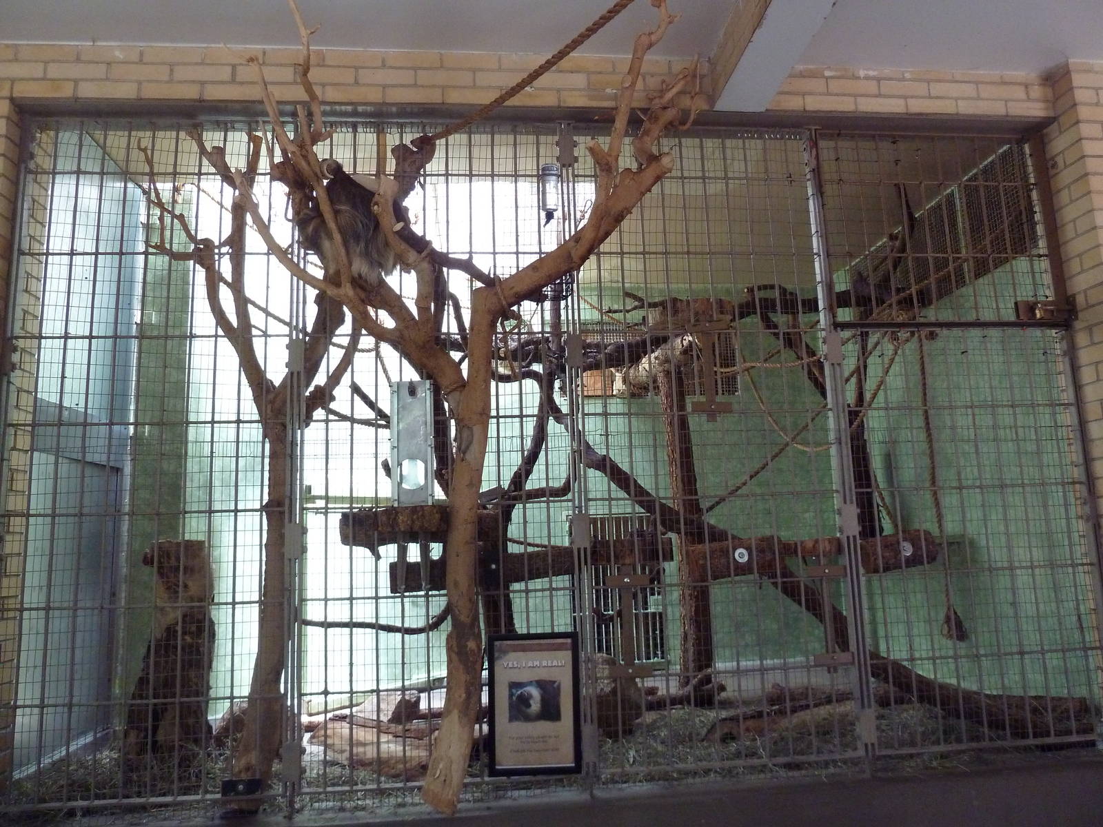 1942 Monkey Pavilion - Hoffman's Two-Toed Sloth (outside) + Goeldi's Monkey