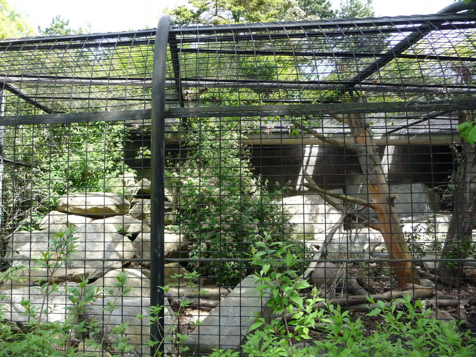 1951 Cage - Sloth Bear
