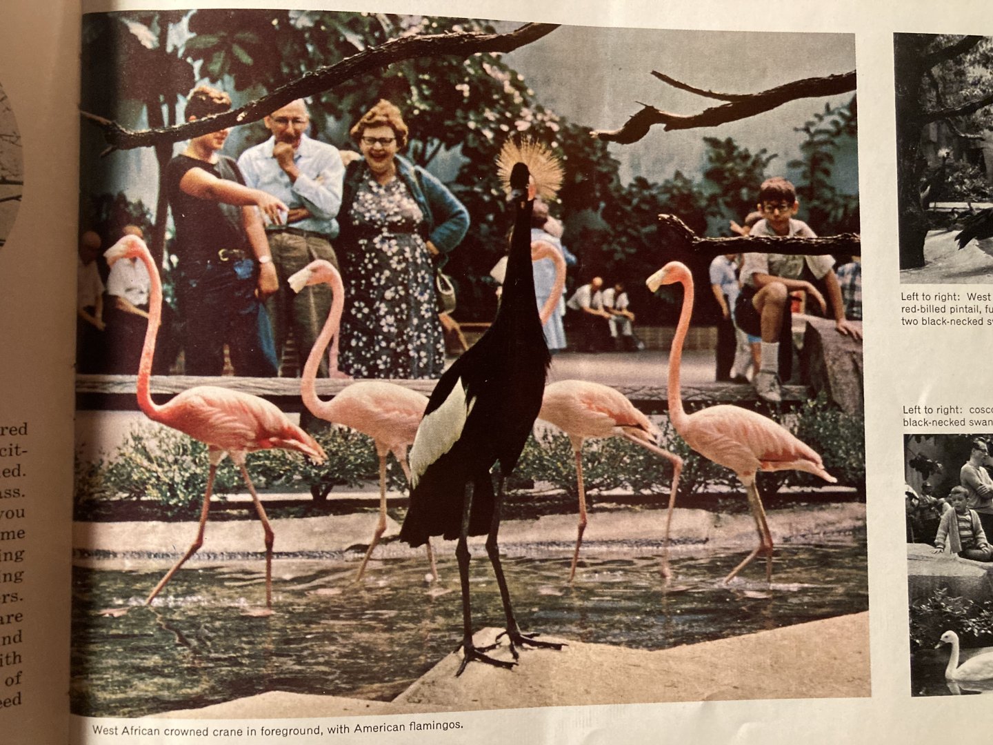 1973 Official Zoo Guidebook - Aviary