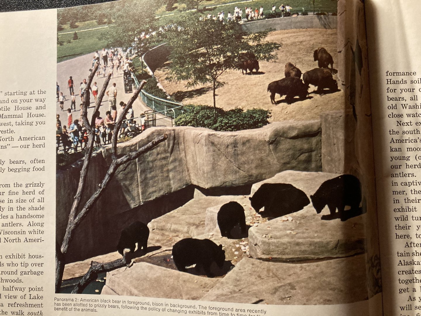1973 Official Zoo Guidebook - Black bears and Bison