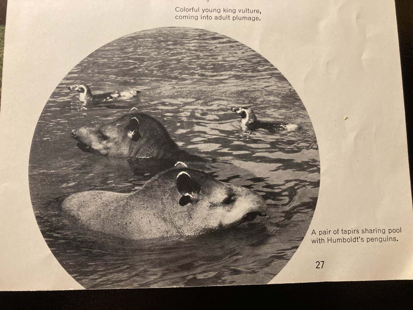 1973 Official Zoo Guidebook - Humboldt penguins and tapirs