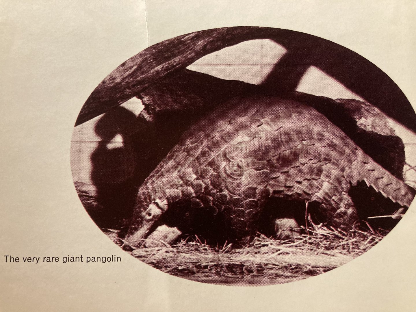 1973 Official Zoo Guidebook - Pangolin
