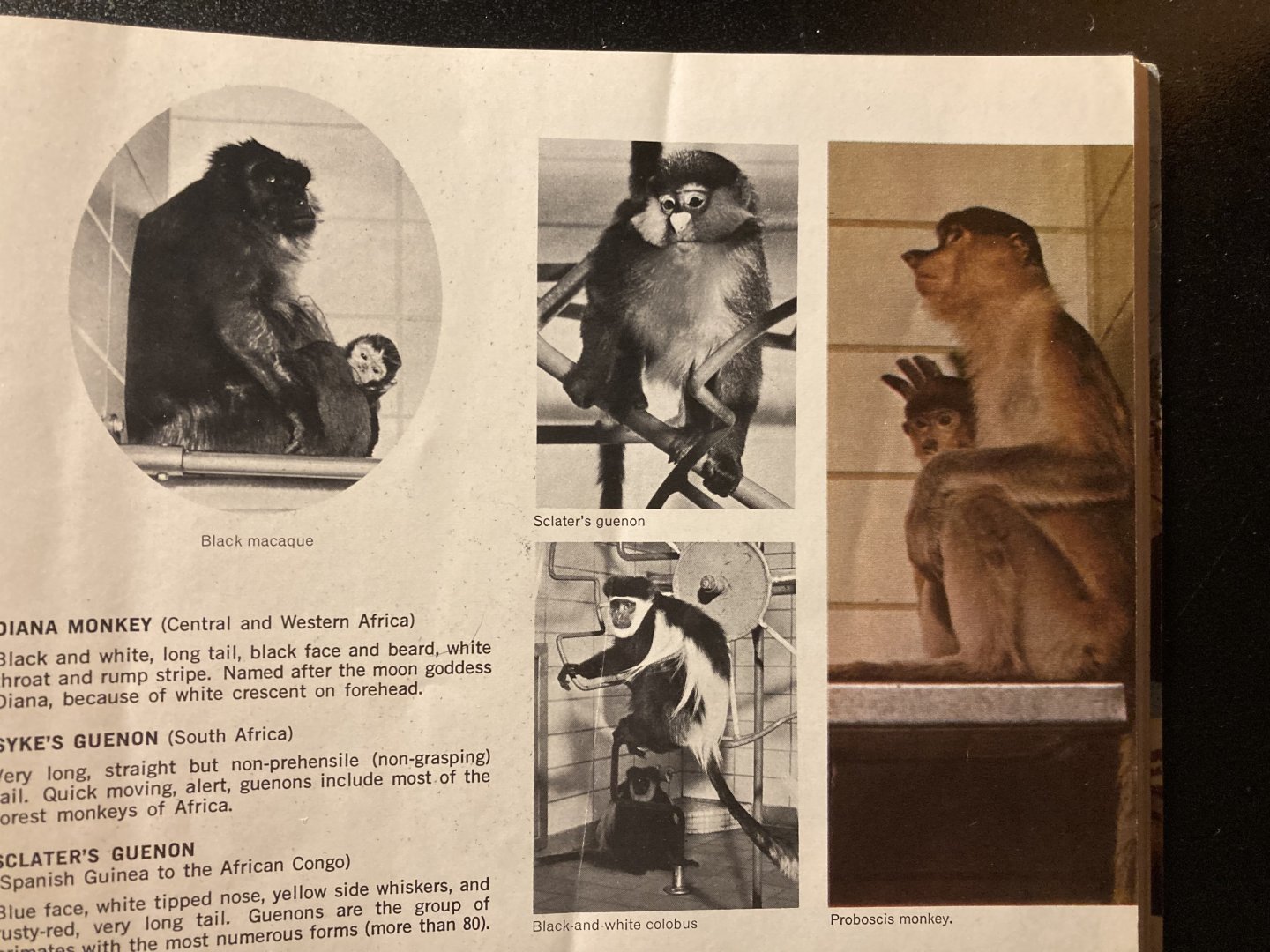 1973 Official Zoo Guidebook - Primates
