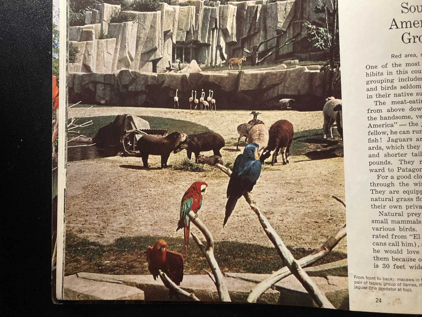 1973 Official Zoo Guidebook - South America exhibit