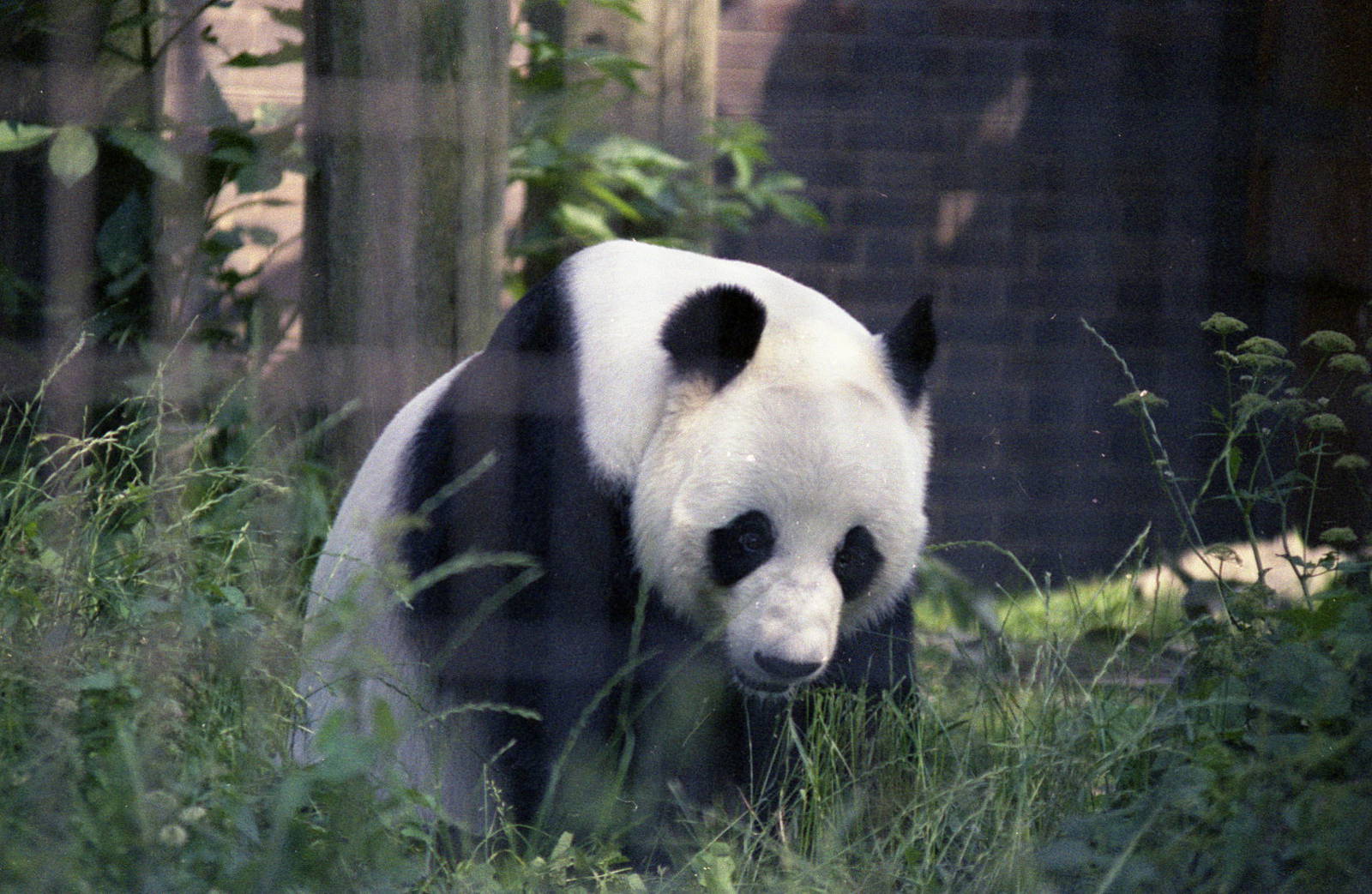 1980s Panda