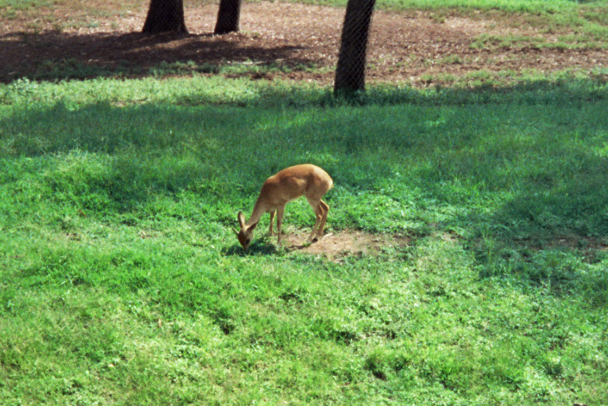 1992 San Diego Wild Animal Park photo ID?