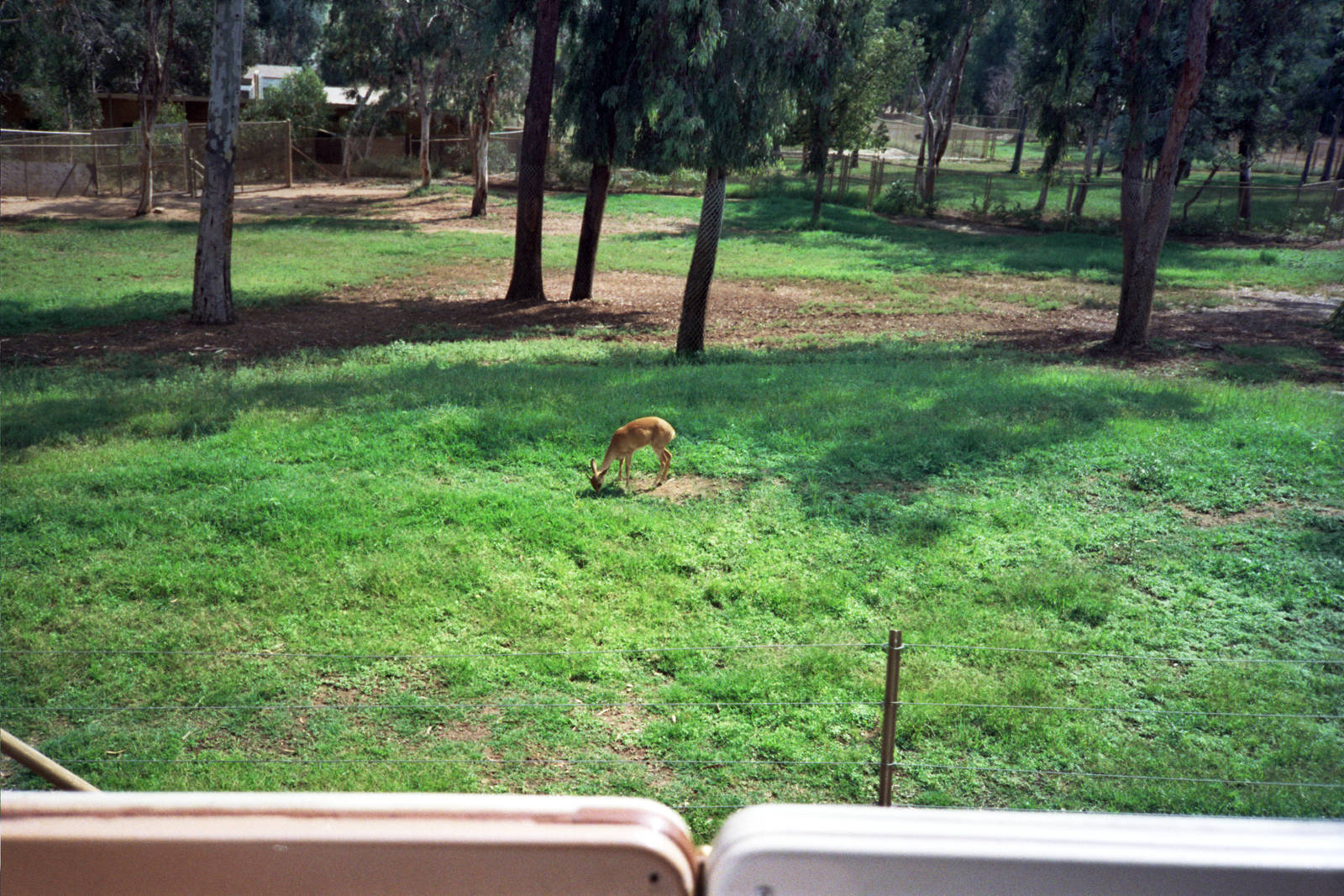 1992 San Diego Wild Animal Park