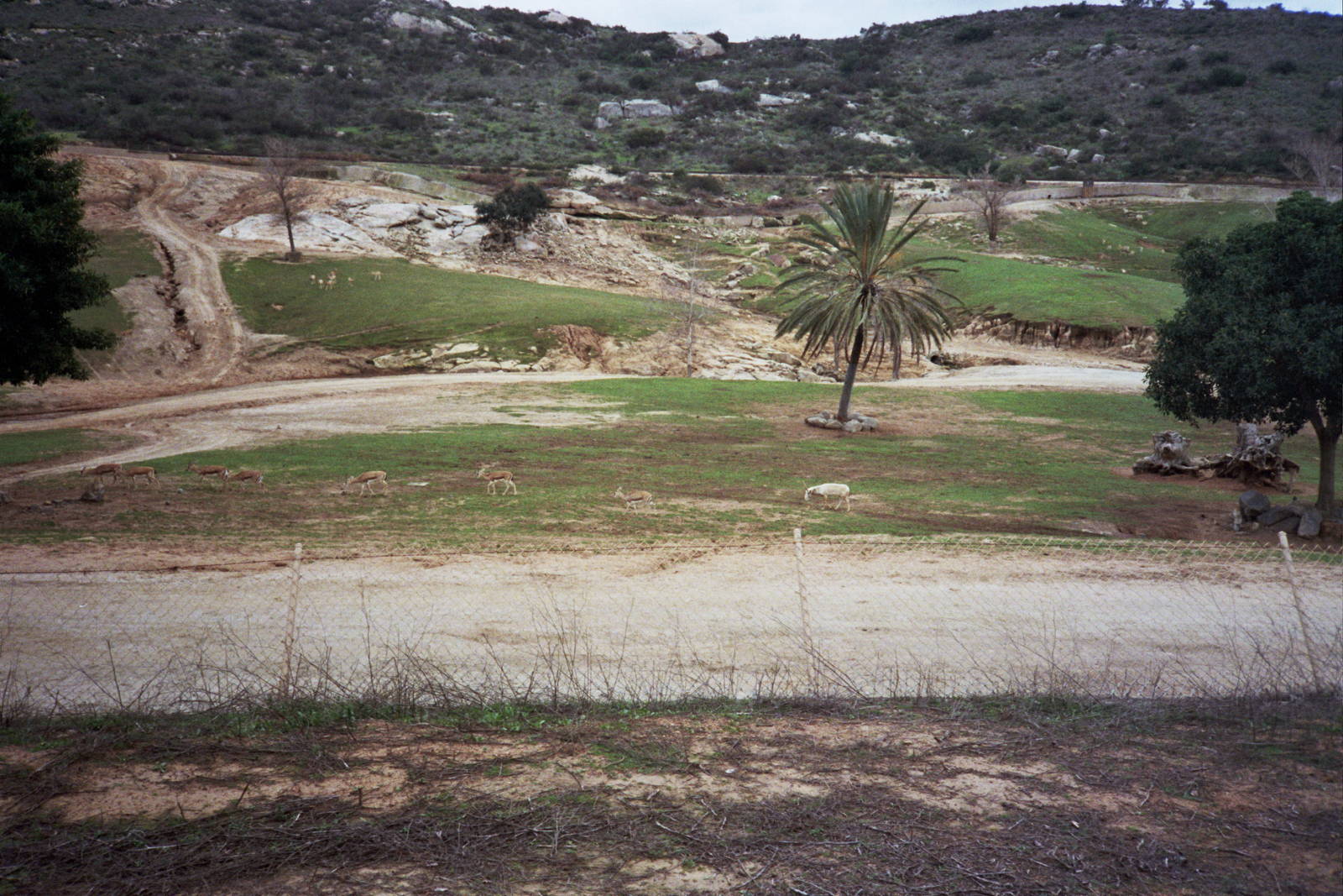 1993 San Diego Wild Animal Park
