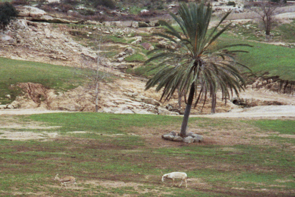 1993 San Diego Wild Animal Park