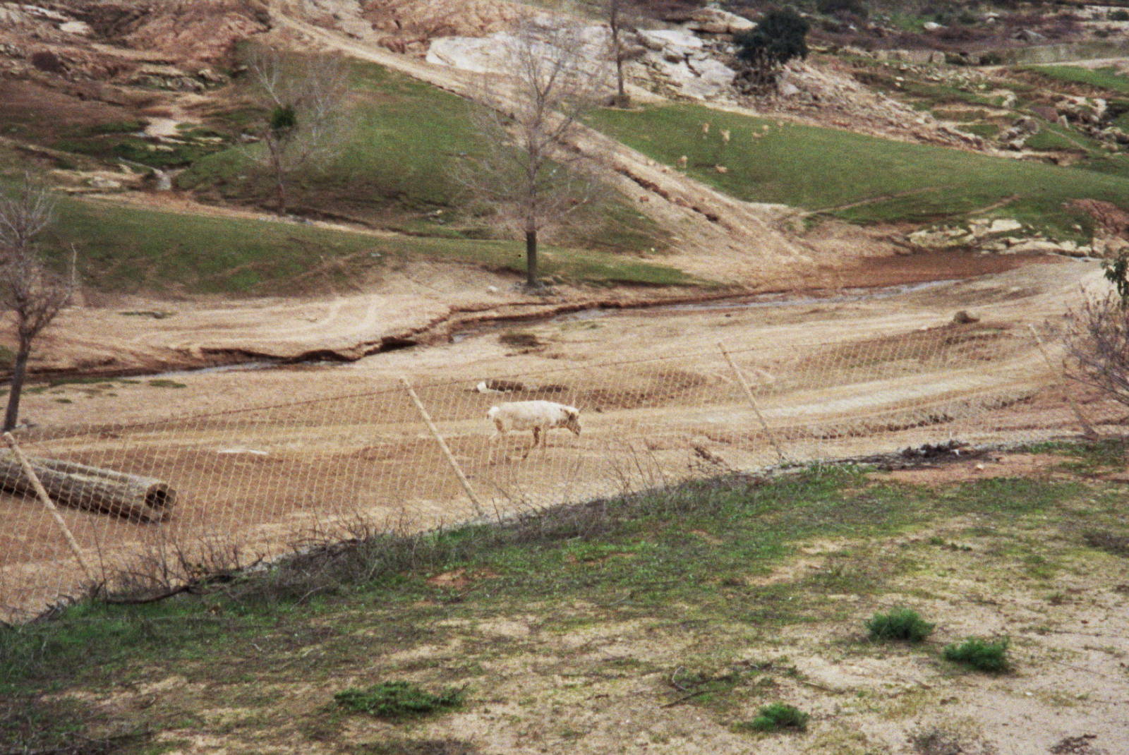 1993 San Diego Wild Animal Park
