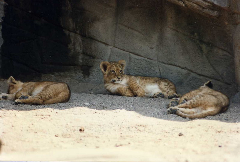 1995 - Lions at Hagenbeck, Hamburg