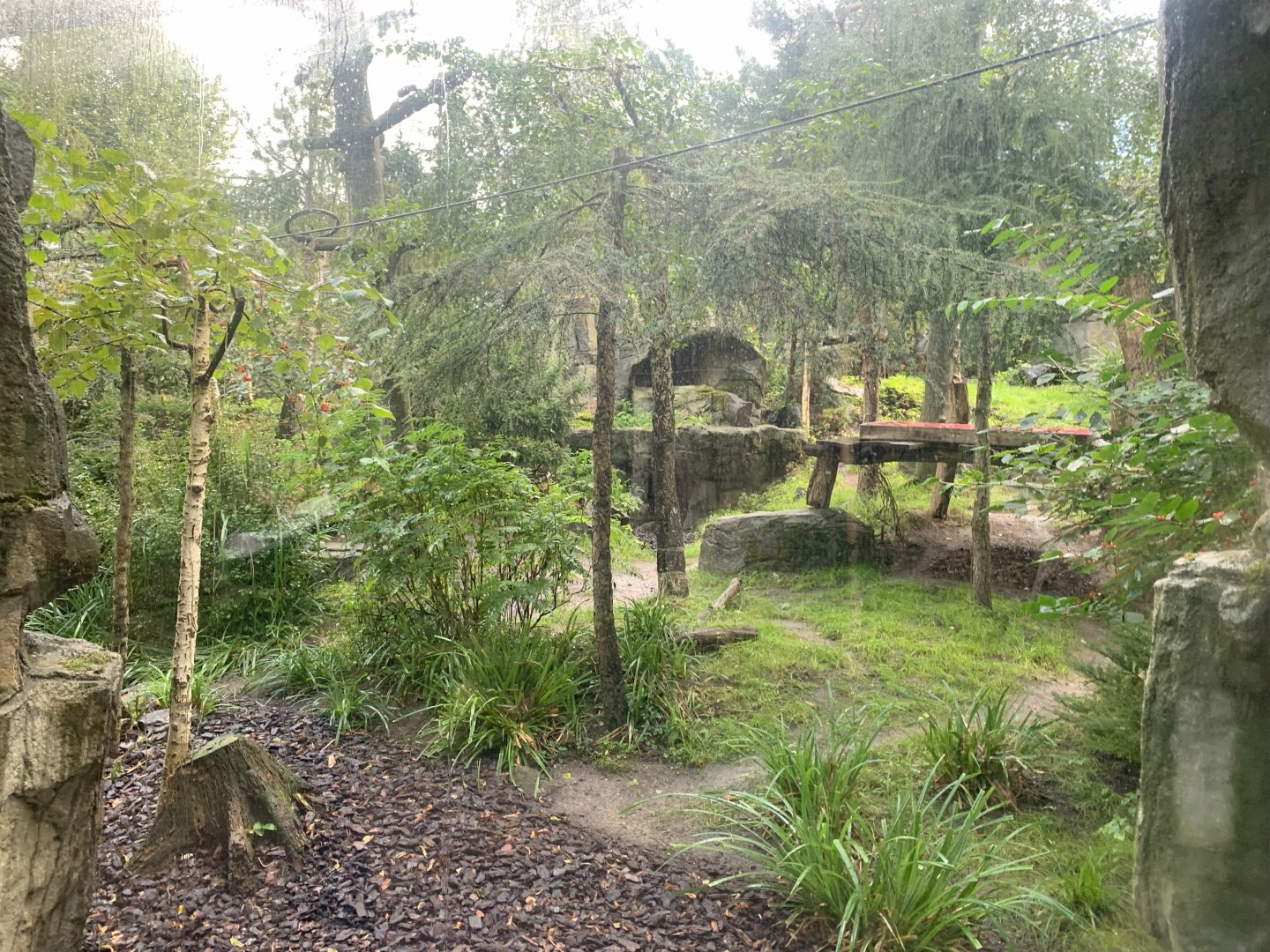 1st Amur Leopard enclosure - Taiga