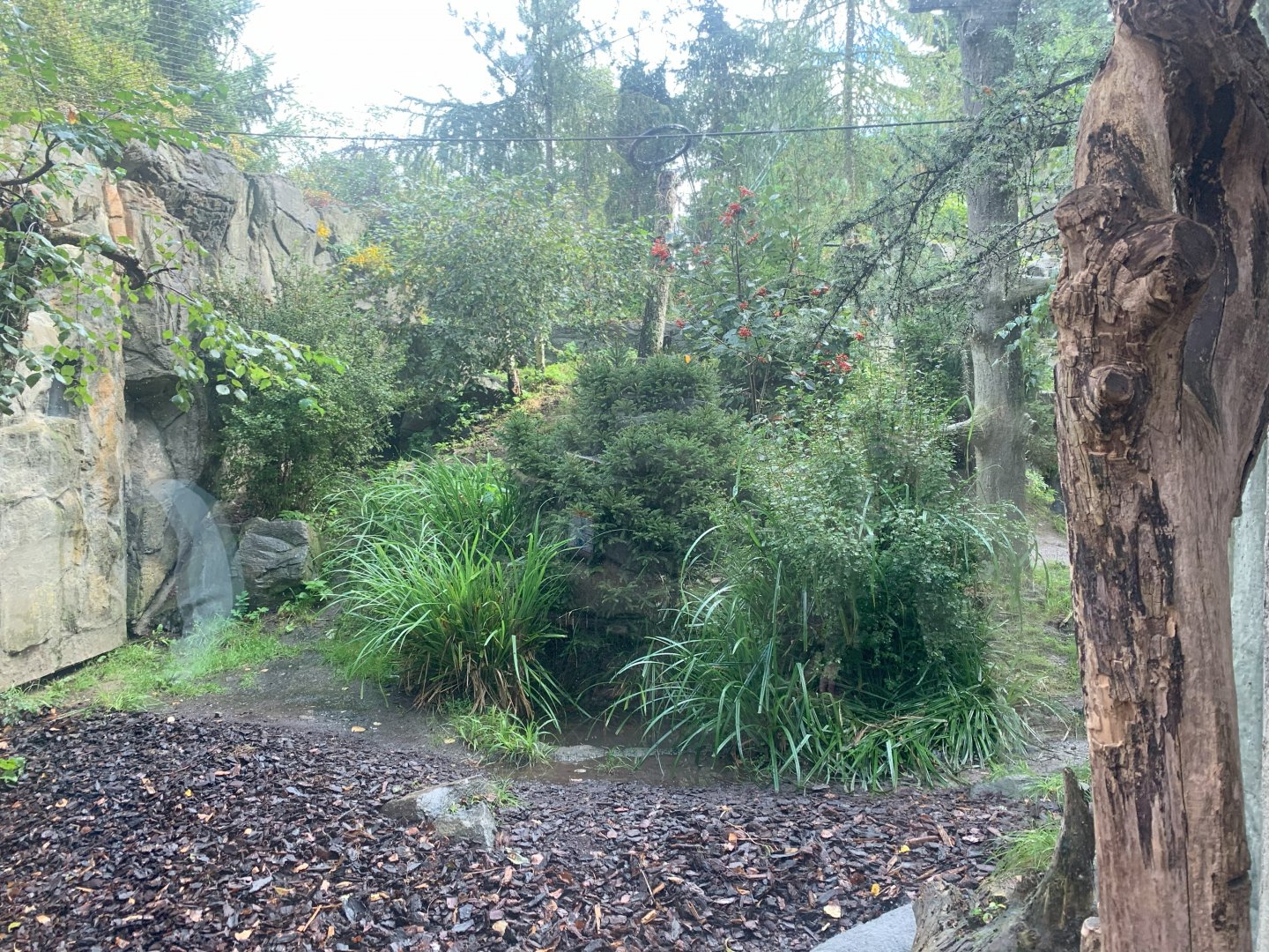 1st Amur Leopard enclosure - Taiga