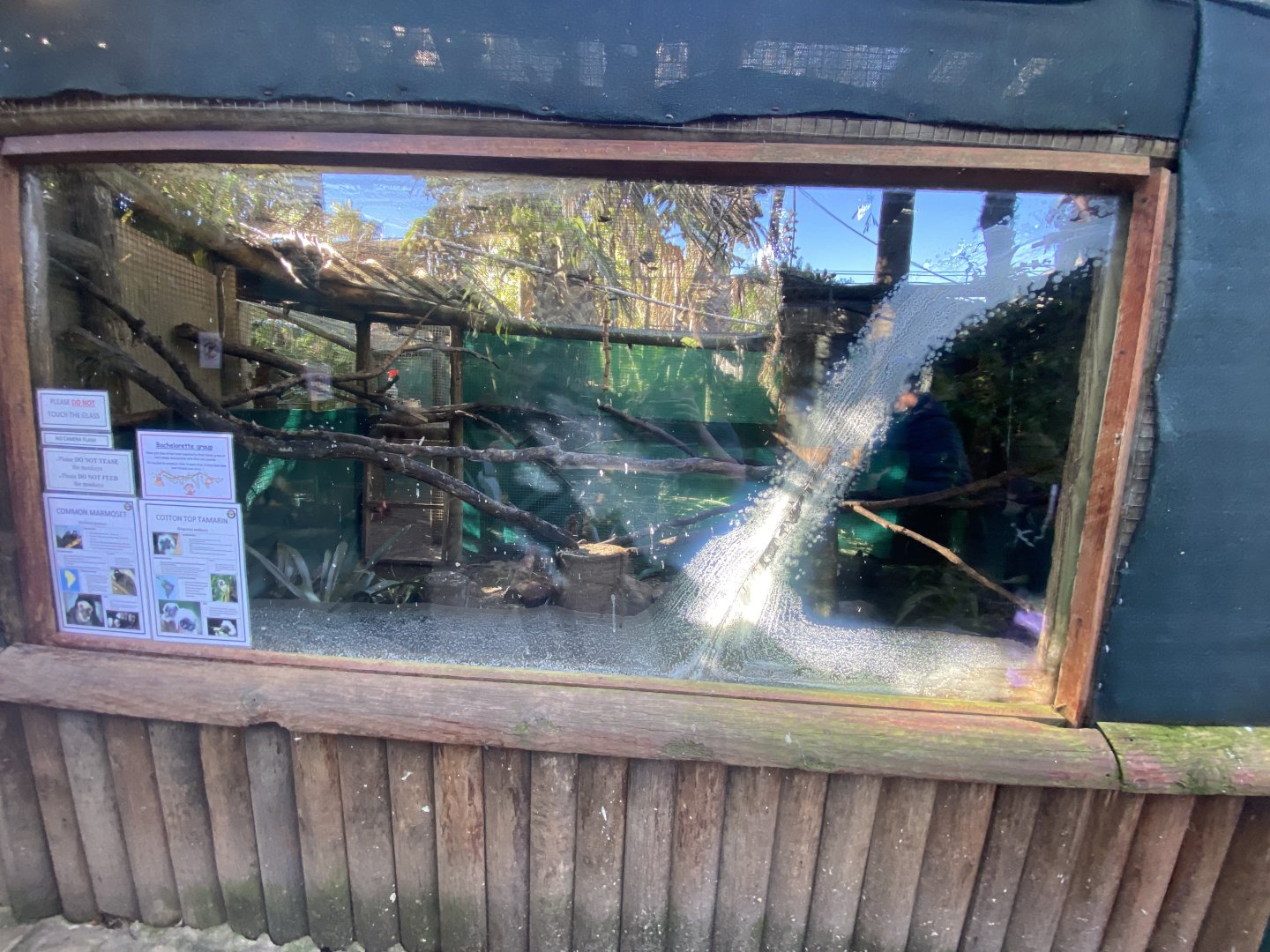 1st cotton top tamarin and common marmoset enclosure