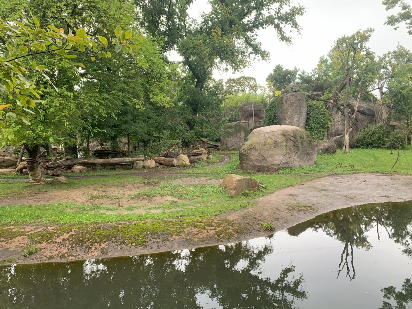 1st Eastern Black Rhinoceros and South African Cheetah forested enclosure - Africa