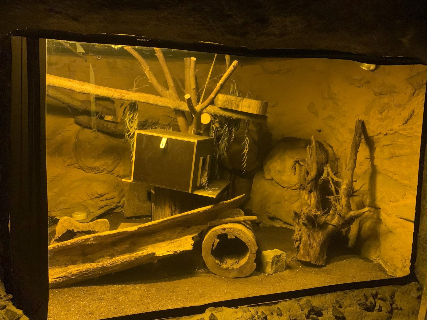 1st Eastern Quoll enclosure