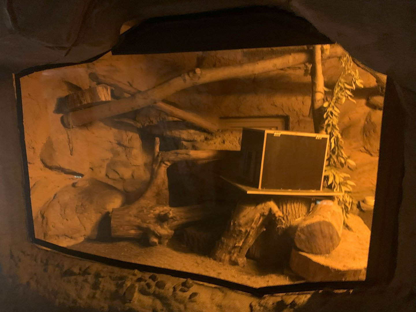 1st Eastern Quoll enclosure