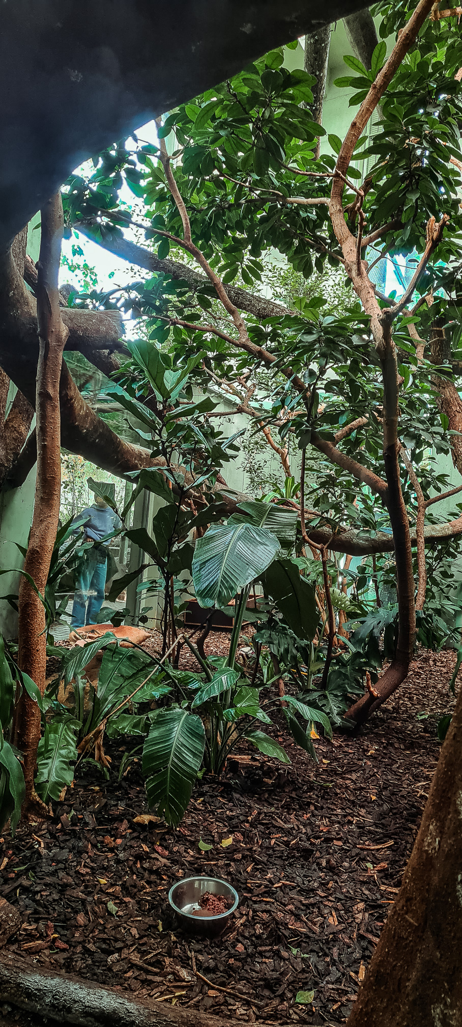 1st fossa indoor enclosure