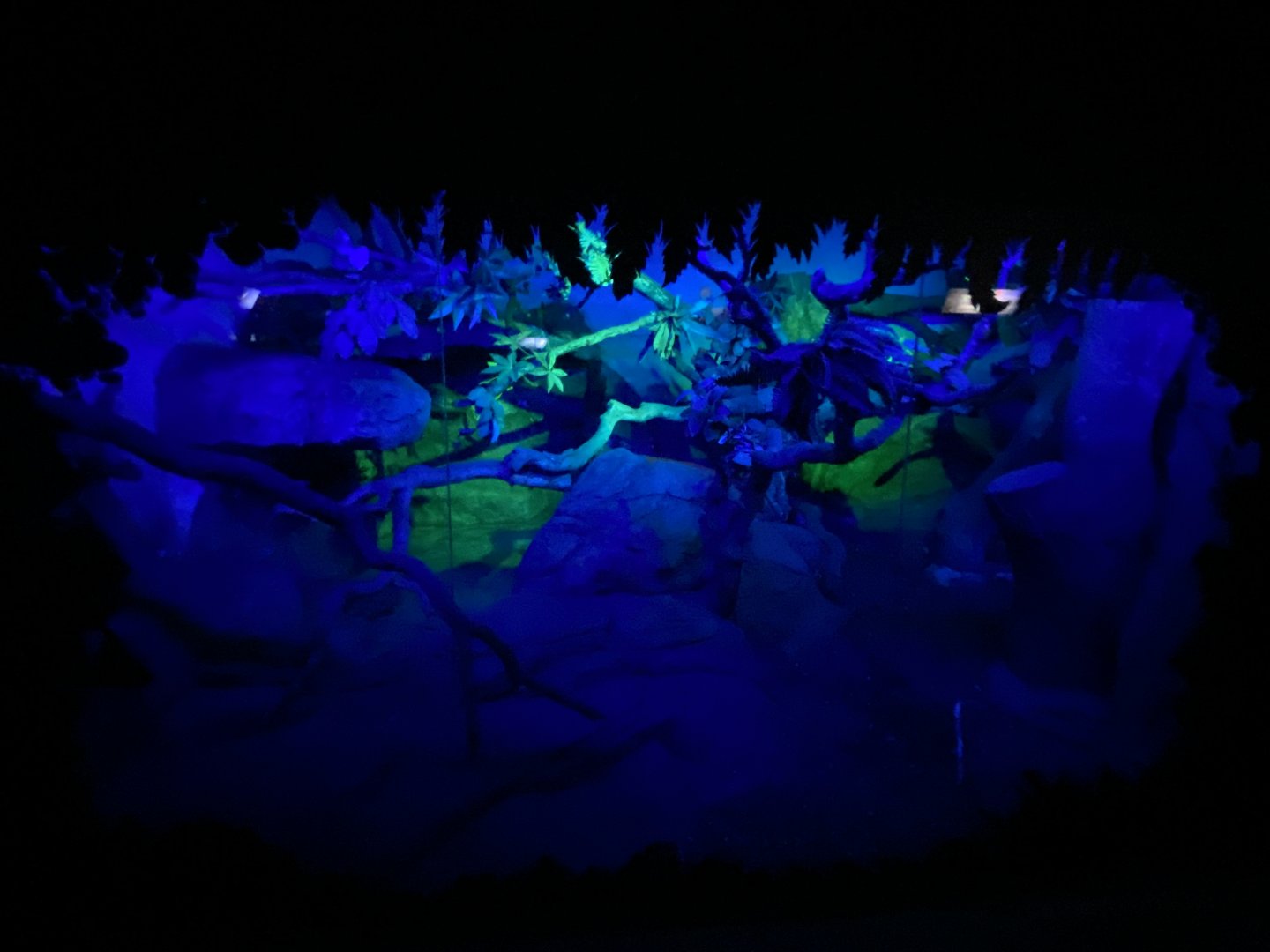 1st half of African crested porcupine enclosure