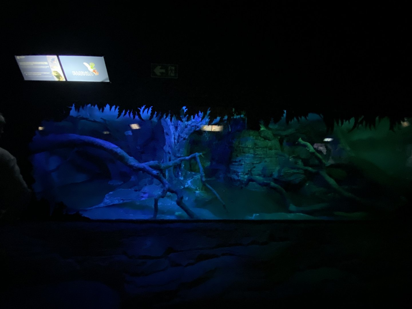 1st half of binturong enclosure